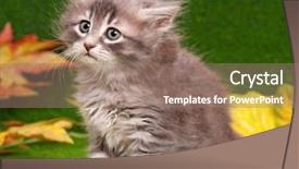  Presentation with hello kitty cute little kitten - Cool new presentation theme with charming chamomile - cute gray kitten backdrop and a  colored foreground