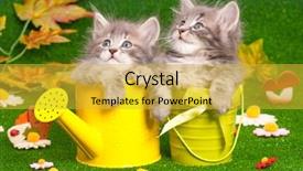  Presentation with hello kitty cute little kitten - Presentation theme consisting of charming chamomile - cute gray kittens with yellow background and a yellow colored foreground
