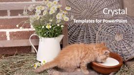  Presentation with milk - Presentation design featuring charming chamomile - cute little red kitten drinking background and a gray colored foreground