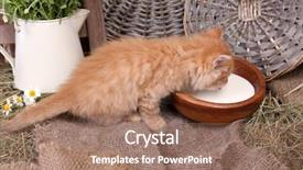  Presentation with milk - Presentation theme featuring charming chamomile - cute little red kitten drinking background and a coral colored foreground