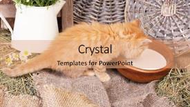  Presentation with milk - Colorful slides enhanced with charming chamomile - cute little red kitten drinking backdrop and a coral colored foreground