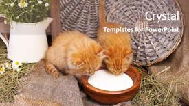  Presentation with milk - Colorful presentation theme enhanced with charming chamomile - cute little red kittens drinking backdrop and a coral colored foreground