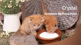  Presentation with milk - Audience pleasing slide set consisting of charming chamomile - cute little red kittens drinking backdrop and a violet colored foreground