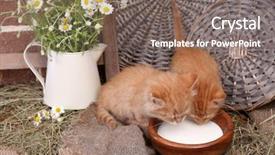  Presentation with hello kitty cute little kitten - Presentation having charming chamomile - cute little red kittens drinking background and a gray colored foreground