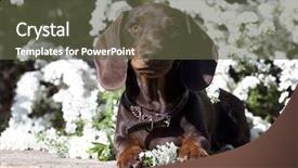  Presentation with spring flowers on textured - Presentation theme with charming chamomile - dachshund and spring flowers background and a  colored foreground