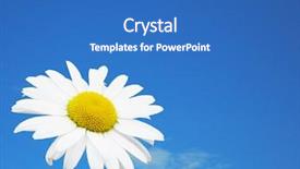  Presentation with chamomile - Colorful theme enhanced with charming chamomile - single camomile on the blue backdrop and a teal colored foreground