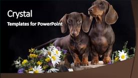  Presentation with colors of modeling clay - Theme with charming chamomile - tvo puppies dachshund chocolate colors background and a black colored foreground
