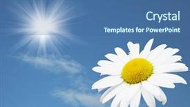  Presentation with bright white - Slides with charming chamomile - white flower against the bright background and a  colored foreground