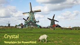  Presentation with windmills - Audience pleasing PPT theme consisting of charming dutch pastoral white lamb are peacefully grazed on a juicy grass against windmills backdrop and a tawny brown colored foreground