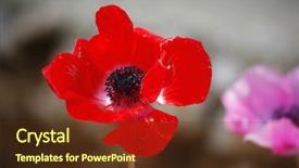  Presentation with blue flower bulb field - Beautiful slides featuring charming fine field flowers anemone backdrop and a  colored foreground