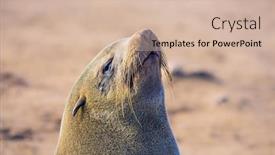  Presentation with animals nature - Slide set with charming-fur-seal-basks background and a soft green colored foreground