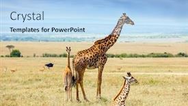  Presentation with families - Amazing presentation having charming-giraffe-families backdrop and a light blue colored foreground