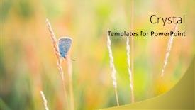  Presentation with blade - Slide set with charming-little-butterfly-is-sitting background and a  colored foreground