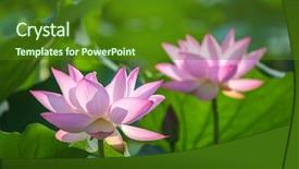  Presentation with bloom - Audience pleasing slide set consisting of charming lotus bloom backdrop and a forest green colored foreground
