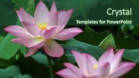  Presentation with bloom - PPT theme having charming lotus bloom in the pond background and a ocean colored foreground