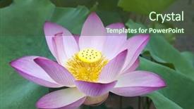  Presentation with bloom - Slide deck enhanced with charming lotus bloom in the pond background and a tawny brown colored foreground