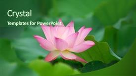  Presentation with bloom - PPT theme with charming lotus bloom background and a forest green colored foreground