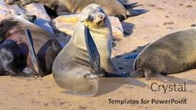  Presentation with marine - Amazing slides having charming-marine-mammals-colony backdrop and a coral colored foreground