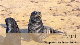  Presentation with world tourism - Colorful presentation theme enhanced with charming-marine-mammals-large-animals backdrop and a coral colored foreground