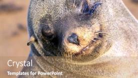  Presentation with animals nature - PPT theme with charming-marine-mammals-large-animals background and a coral colored foreground