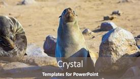  Presentation with animals - Beautiful PPT theme featuring charming-marine-mammals-large-animals backdrop and a coral colored foreground