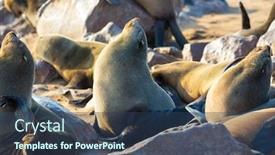  Presentation with marine - Beautiful presentation design featuring charming-marine-mammals-sunny-cold backdrop and a ocean colored foreground