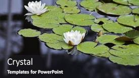  Presentation with pond - Cool new presentation theme with charming-pond-with-blossoming-white backdrop and a dark gray colored foreground