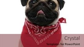  Presentation with forward - Cool new presentation with charming-pug-panting-and-looking backdrop and a tawny brown colored foreground