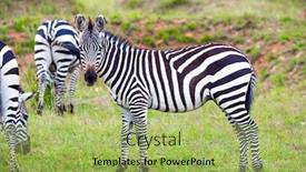  Presentation with savannah - Presentation design enhanced with charming-striped-zebras-graze background and a yellow colored foreground