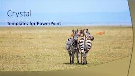  Presentation with symmetrical - Presentation design enhanced with charming-symmetrical-zebras-graze-together background and a sky blue colored foreground