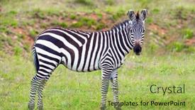  Presentation with savannah - Presentation theme having charming-young-zebra-graze background and a yellow colored foreground