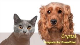  Presentation with english alphabet set in old - Amazing slide deck having chartreux cat 5 months old backdrop and a tawny brown colored foreground