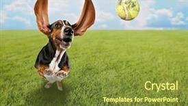  Presentation with basset hound - Presentation theme featuring chase - cute basset hound chasing background and a tawny brown colored foreground