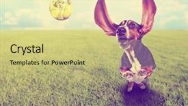  Presentation with basset hound - Presentation design enhanced with chase - cute basset hound chasing background and a yellow colored foreground