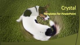  Presentation with russell - Beautiful slides featuring chase - elevated view of jack russell backdrop and a tawny brown colored foreground