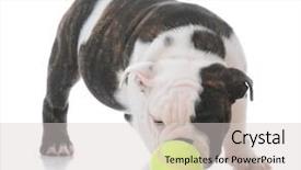  Presentation with english bulldog - Beautiful PPT theme featuring chase - english bulldog puppy chasing backdrop and a light gray colored foreground