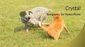  Presentation with cat dog - Cool new PPT layouts with chase - ginger tabby cat chasing backdrop and a yellow colored foreground