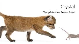  Presentation with cat - PPT theme consisting of chase - side view of an asian background and a white colored foreground