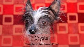  Presentation with 1970 - Colorful PPT layouts enhanced with a roll of 1970 backdrop and a red colored foreground