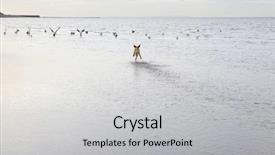  Presentation with birds - Colorful presentation theme enhanced with  backdrop and a  colored foreground.