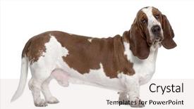  Presentation with basset hound - Cool new slides with chasse - basset hound 1 year old backdrop and a light gray colored foreground