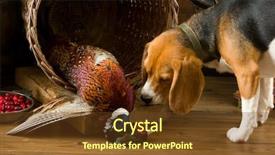  Presentation with hunting - Cool new slides with chasse - young beagle dog smelling backdrop and a tawny brown colored foreground