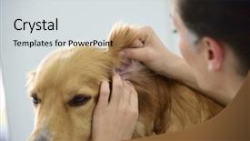  Presentation with ear - Theme featuring veterinarian checking dog's ears background and a light gray colored foreground