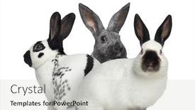  Presentation with rabbit - Presentation design having checkered rabbit and argente rabbit and russian rabbit isolated on white background and a light gray colored foreground
