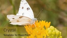  Presentation with black and white checker - Theme enhanced with checkered-white-butterfly-feeding background and a gold colored foreground