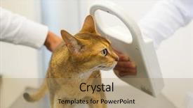  Presentation with implant - Audience pleasing slides consisting of checking for microchip implant backdrop and a coral colored foreground