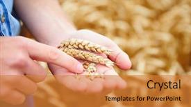  Presentation with wheat - Slide set featuring checking wheat crop in field background and a gold colored foreground