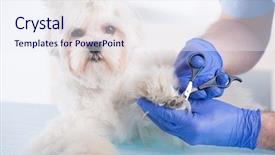  Presentation with grooming dog - Presentation design featuring checkup of a dog background and a sky blue colored foreground