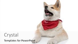  Presentation with cheerful - Colorful slide deck enhanced with cheerful-akita-inu-panting backdrop and a white colored foreground