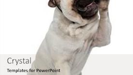  Presentation with paw - Amazing slide set having cheerful-pug-puppy-wearing-earmuffs backdrop and a light gray colored foreground